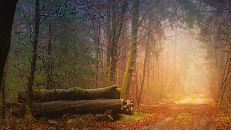Mystical Forest